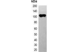 Western blot analysis of over-expressed EYFP-tagged protein in 293T cell lysate. (eYFP Antikörper)
