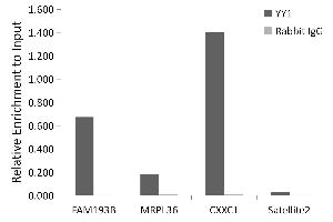 Chromatin immunoprecipitation analysis of extracts of 293T cells, using YY1 antibody (ABIN7271428) and rabbit IgG. (YY1 Antikörper)