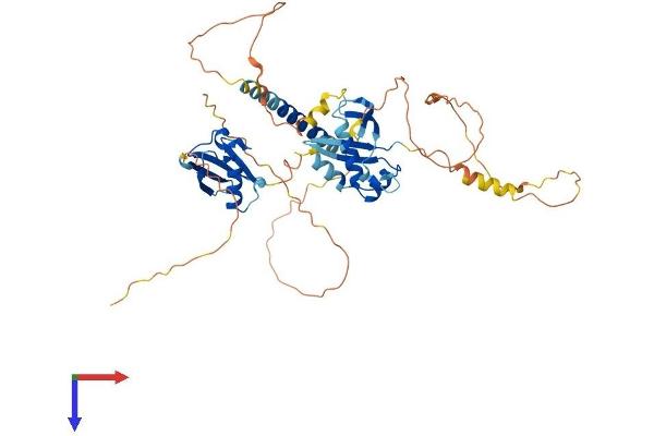 MIDN Protein (AA 1-465) (His tag)