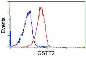 Image no. 2 for anti-Glutathione S-Transferase theta 2 (GSTT2) antibody (ABIN1498554)
