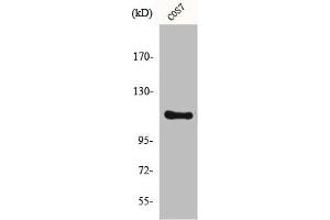 Western Blot analysis of COS7 cells using IARS2 Polyclonal Antibody (IARS2 Antikörper  (N-Term))