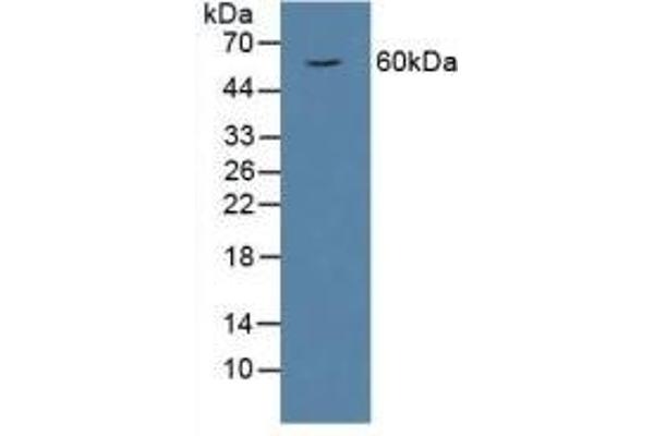 HPSE antibody  (AA 40-188)