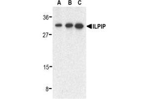 Image no. 2 for anti-STE20-Related Kinase Adaptor beta (STRADB) (C-Term) antibody (ABIN203695) (STRADB Antikörper  (C-Term))