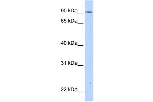 TMEM24 antibody used at 0. (C2CD2L Antikörper  (C-Term))