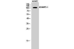 Western Blotting (WB) image for anti-ADAM Metallopeptidase with Thrombospondin Type 1 Motif, 1 (ADAMTS1) (Internal Region) antibody (ABIN3173677) (ADAMTS1 Antikörper  (Internal Region))