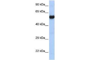 Western Blotting (WB) image for anti-Cholinergic Receptor, Nicotinic, gamma (CHRNG) antibody (ABIN2460108) (CHRNG Antikörper)