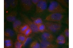Immunofluorescence staining of methanol-fixed Hela cells using GluR1(Ab-863) Antibody. (Glutamate Receptor 1 Antikörper)