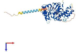 ST8SIA5 Protein (AA 1-412) (His tag)