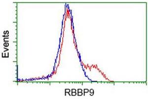 HEK293T cells transfected with either RC202090 overexpress plasmid (Red) or empty vector control plasmid (Blue) were immunostained by anti-RBBP9 antibody (ABIN2453590), and then analyzed by flow cytometry. (RBBP9 Antikörper)