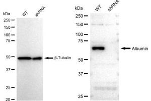 Western blotting analysis using Albumin antibody (ABIN7797549). (Rekombinanter Albumin Antikörper)