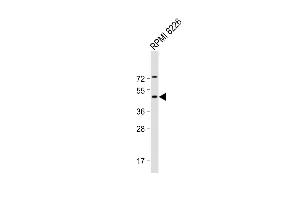 Anti-DEPTOR Antibody (N-Term) at 1:2000 dilution + RI 8226 whole cell lysate Lysates/proteins at 20 μg per lane. (DEPTOR Antikörper  (AA 3-38))