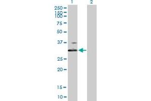 Western Blot analysis of BDKRB1 expression in transfected 293T cell line by BDKRB1 MaxPab polyclonal antibody. (BDKRB1 Antikörper  (AA 1-353))