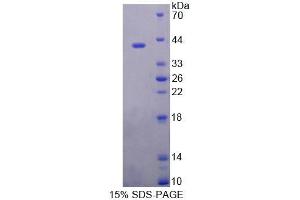 SDS-PAGE analysis of Mouse ERP44 Protein. (ERP44 Protein)