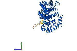 Protein Structure (PS) image for Potassium Voltage-Gated Channel, Shaker-Related Subfamily, beta Member 2 (KCNAB2) (AA 1-367) protein (His tag) (ABIN7563498)