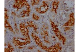 IHC image of ABIN7127393 diluted at 1:100 and staining in paraffin-embedded human kidney tissue performed on a Leica BondTM system. (Rekombinanter CD13 Antikörper)