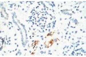 Immunohistochemistry of paraffin-embedded Mouse kidney tissue using KIF7 Monoclonal Antibody at dilution of 1:200. (KIF7 Antikörper)