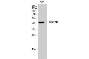 Western Blotting (WB) image for anti-Cell Adhesion Molecule 3 (CADM3) (Internal Region) antibody (ABIN3185143) (CADM3 Antikörper  (Internal Region))