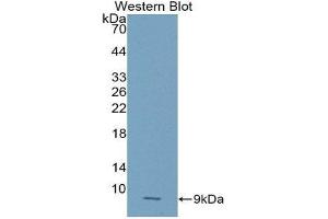 Western Blotting (WB) image for anti-Chemokine (C-X-C Motif) Ligand 2 (CXCL2) (AA 28-100) antibody (ABIN1859078)
