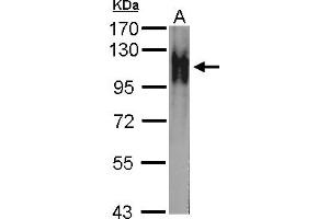 Image no. 2 for anti-Na Pump alpha Subunit (ATPALPHA) (Internal Region) antibody (ABIN1493677) (Atpalpha Antikörper  (Internal Region))