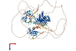 RIN3 Protein (AA 1-980) (His tag)