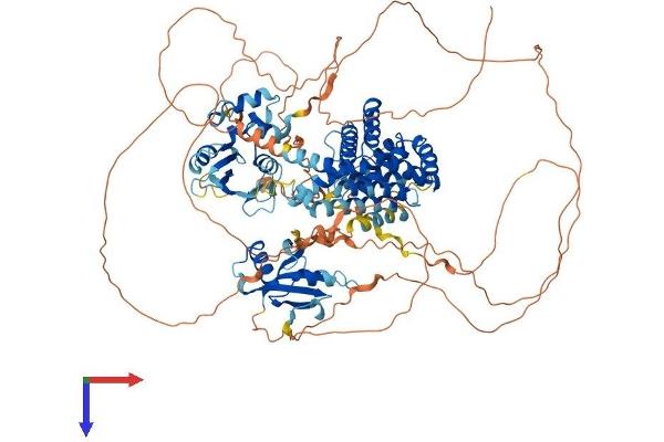 RIN3 Protein (AA 1-980) (His tag)