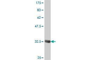 Western Blot detection against Immunogen (37. (MSRB2 Antikörper  (AA 102-201))