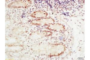 Formalin-fixed and paraffin embedded mouse intestine labeled with Rabbit Anti-RFC2 Polyclonal Antibody, Unconjugated  at 1:200 followed by conjugation to the secondary antibody and DAB staining (RFC2 Antikörper  (AA 281-354))