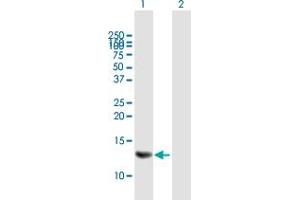 Western Blot analysis of MRPS6 expression in transfected 293T cell line by MRPS6 MaxPab polyclonal antibody. (MRPS6 Antikörper  (AA 1-125))