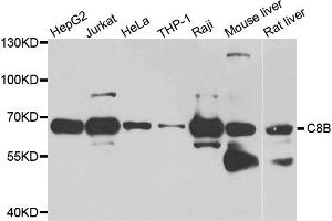 Western blot analysis of extracts of various cell lines, using C8B antibody (ABIN5974829) at 1/1000 dilution. (C8B Antikörper)