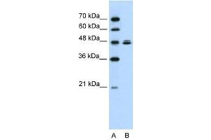 Western Blot showing HSPBAP1 antibody used at a concentration of 1-2 ug/ml to detect its target protein. (HSPBAP1 Antikörper  (C-Term))
