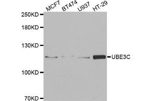 Western blot analysis of extracts of various cell lines, using UBE3C antibody (ABIN5973842) at 1/1000 dilution.