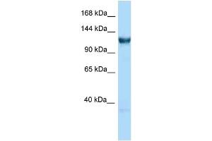 WB Suggested Anti-Gtf3c3 Antibody Titration: 1. (GTF3C3 Antikörper  (C-Term))