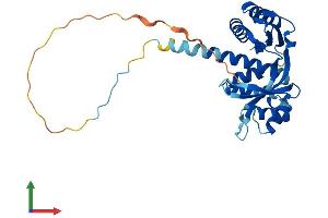 Protein Structure (PS) image for Coiled-Coil Domain Containing 44 (CCDC44) (AA 1-294) protein (His tag) (ABIN7559452)