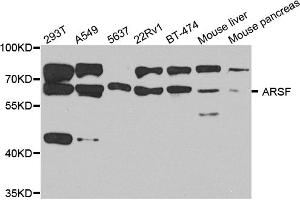 Western blot analysis of extracts of various cell lines, using ARSF antibody (ABIN5974484) at 1/1000 dilution. (ARSF Antikörper)