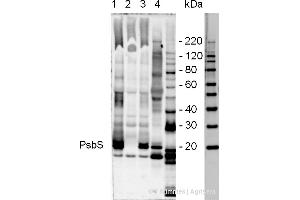 Anti-PsbS antibody has been tested in immunoblotting using whole thylakoid extracts from - 1-Corn, 2-Wheat, 3-Brassica, 4-Arabidopsis, 5-Spinach, 6-Chlamydomonas, 7-Chlorella, 8-Pine and Popplar (data not presented) Amount of loaded protein extract - 50- (PsbS Antikörper)