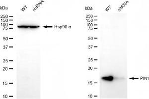 Western blotting analysis using PIN1 antibody (ABIN7799762). (PIN1 Antikörper)