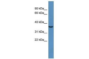 LOC100364462 antibody used at 0. (DNASE1L2 Antikörper  (Middle Region))