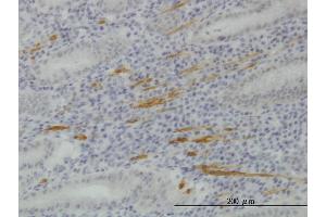 Immunoperoxidase of monoclonal antibody to SMURF1 on formalin-fixed paraffin-embedded human stomach. (SMURF1 Antikörper  (AA 165-268))