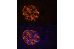 Immunofluorescence analysis of mouse pancreas using PNLIPRP2 antibody (ABIN6130643, ABIN6145842, ABIN6145843 and ABIN6216695) at dilution of 1:100. (PNLIPRP2 Antikörper  (AA 301-470))