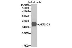 Western Blotting (WB) image for anti-Aldo-Keto Reductase Family 1, Member C3 (3-alpha Hydroxysteroid Dehydrogenase, Type II) (AKR1C3) antibody (ABIN1870905) (AKR1C3 Antikörper)