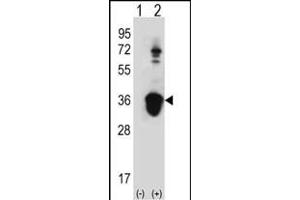 Western blot analysis of U2AF1 (arrow) using rabbit polyclonal U2AF1 Antibody (Center S70) (ABIN389304 and ABIN2839424). (U2AF1 Antikörper  (AA 55-83))