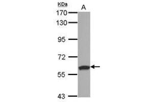 Image no. 1 for anti-Ring Finger and SPRY Domain Containing 1 (RSPRY1) (AA 42-356) antibody (ABIN1500770) (RSPRY1 Antikörper  (AA 42-356))