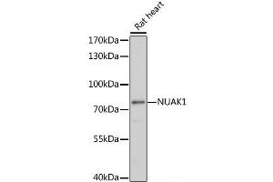 Western blot analysis of extracts of Rat heart using NUAK1 Polyclonal Antibody at dilution of 1:1000. (NUAK1 Antikörper)