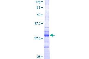 HES1 Protein (AA 36-142) (GST tag)