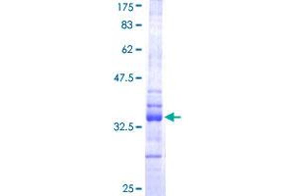 HES1 Protein (AA 36-142) (GST tag)