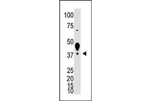 LYVE1 Antikörper  (N-Term)