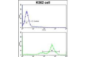 Flow cytometric analysis of K562 cells using GATA2 Antibody (bottom histogram) compared to a negative control cell (top histogram)FITC-conjugated goat-anti-rabbit secondary antibodies were used for the analysis. (GATA2 Antikörper  (C-Term))