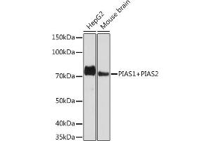Western blot analysis of extracts of various cell lines, using PI+PI Rabbit mAb (ABIN7266879) at 1:1000 dilution. (E3 SUMO-Protein Ligase PIAS3 (LOC101740849) Antikörper)