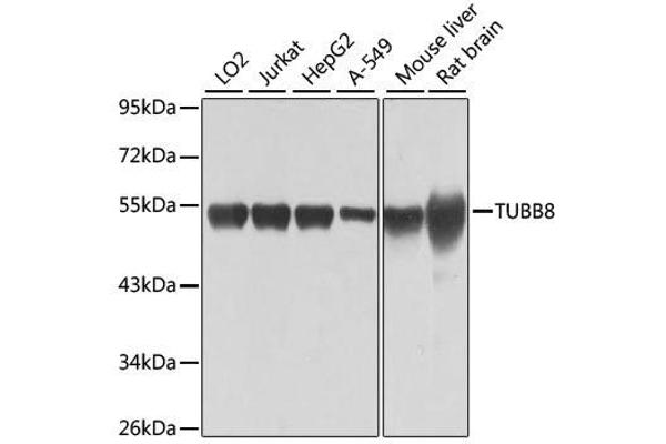 Tubulin, beta 8 Antikörper