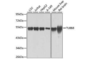 Western blot analysis of extracts of various cell lines, using TUBB8 antibody. (Tubulin, beta 8 Antikörper)